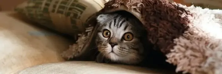 Як допомогти домашнім улюбленцям при стресі - поради ветеринара